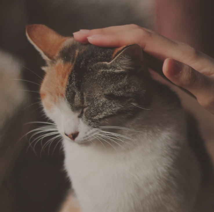 Image du chat koï