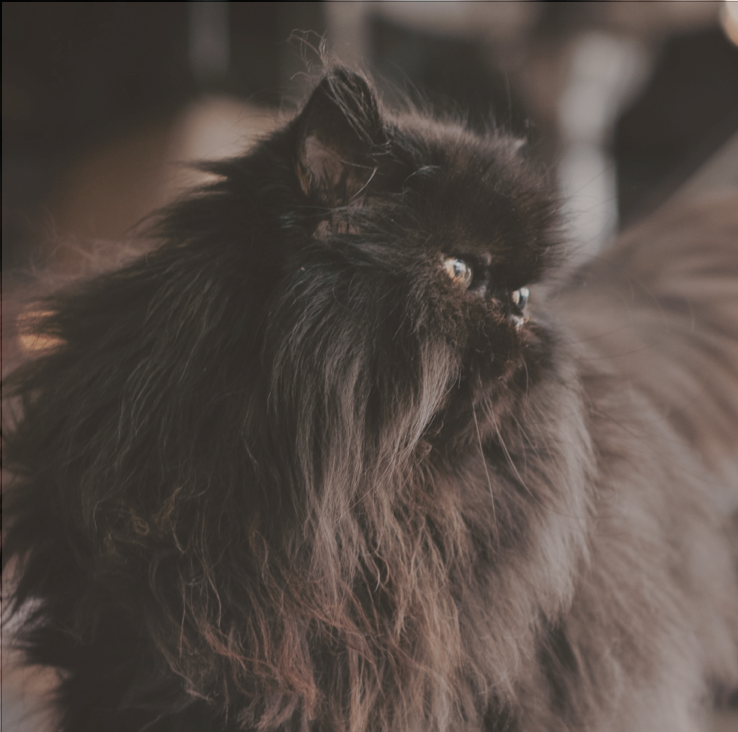 Image du chat Noisy