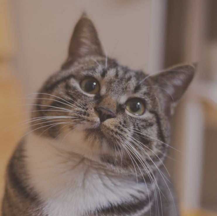 Image du chat Pive
