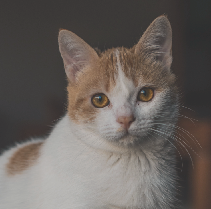 Image du chat Stray
